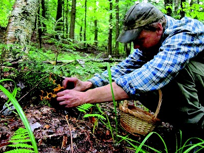 Skills: The Gateway to True Homesteading Freedom